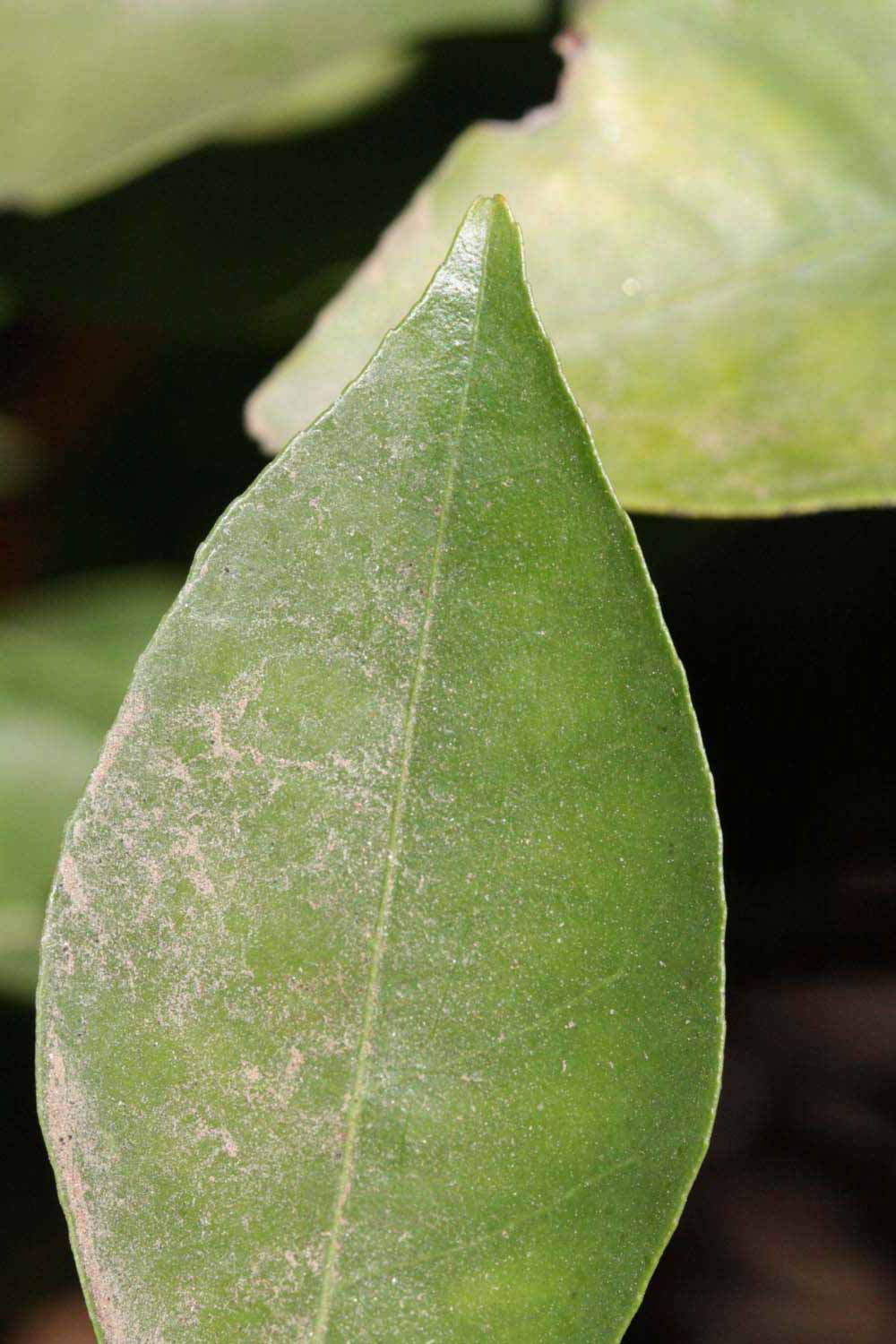              Margin (Riverside, CA)       